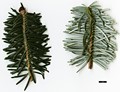 SpeciesSub: var. nukiangensis